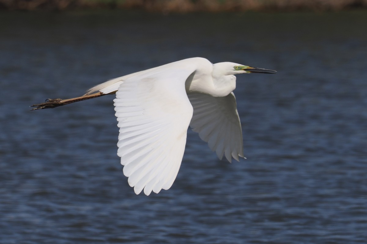 Great Egret - Donna Pomeroy