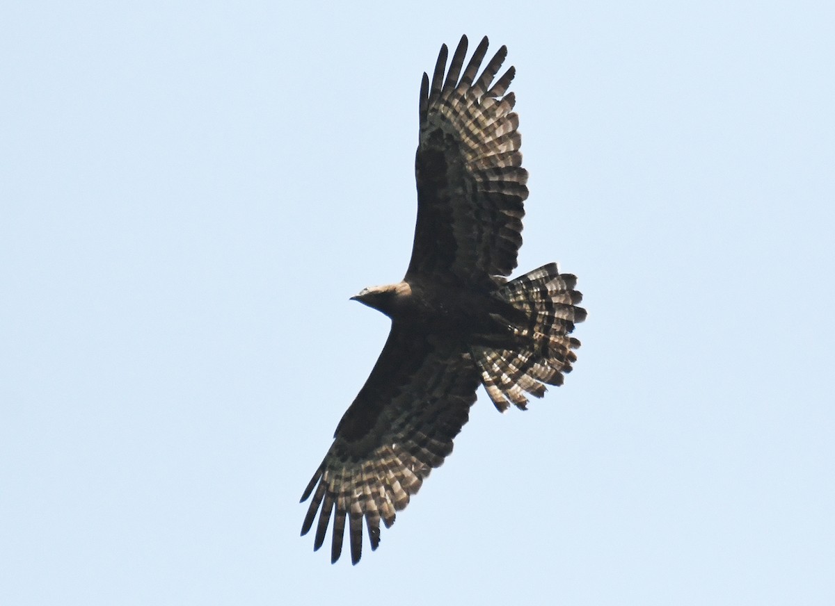 Mountain Hawk-Eagle - Noreen Weeden