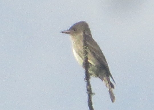 Olive-sided Flycatcher - Dwight Porter