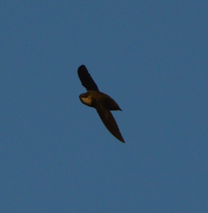 Chimney Swift - Rebekah Boan