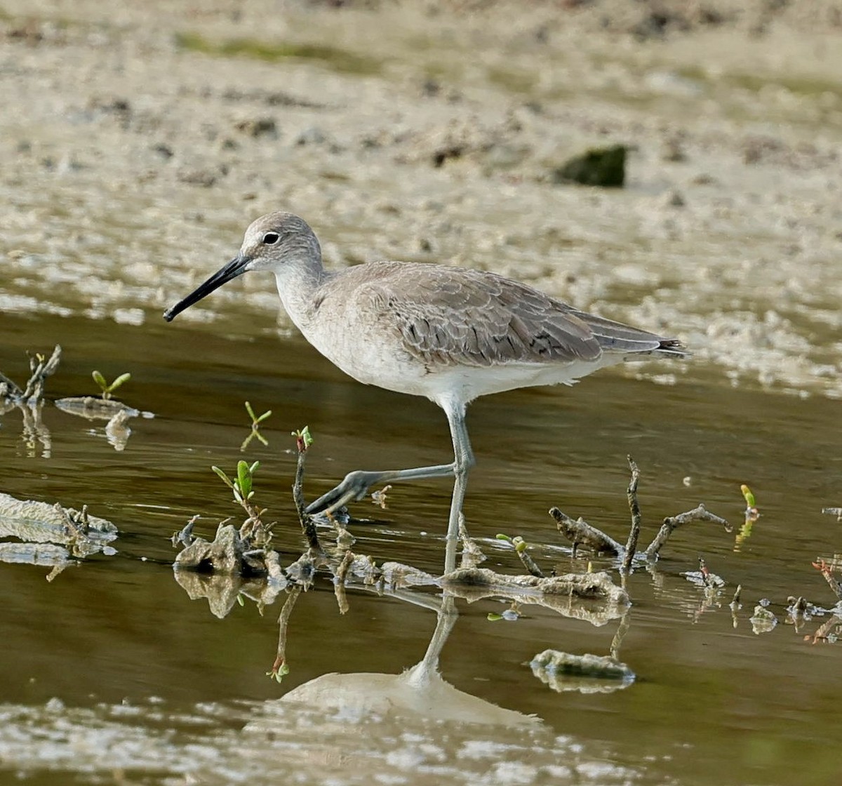 Willet - ML619444365