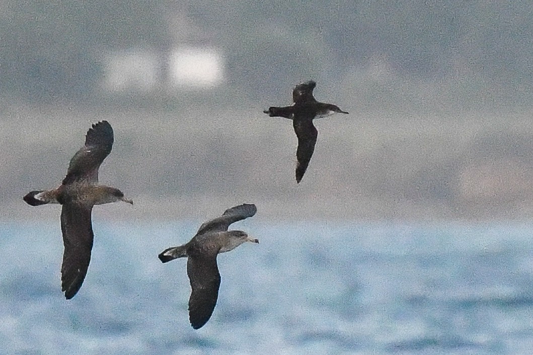 Yelkouan Shearwater - Maria Loukeris