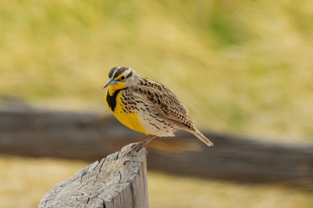 Western Meadowlark - Gordon Starkebaum