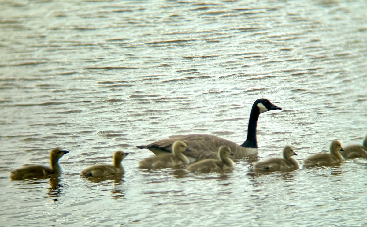 Canada Goose - Braden Farris