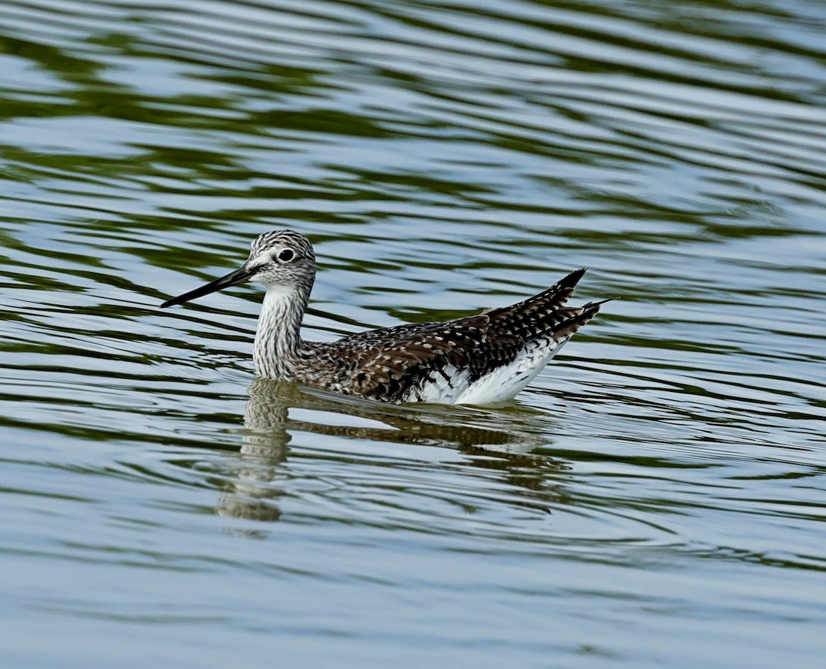 Greater Yellowlegs - Maciej  Kotlarski