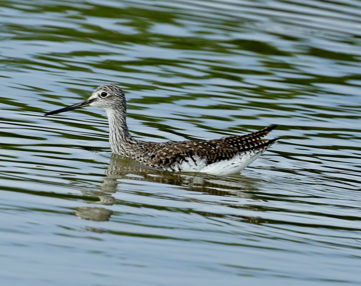 Greater Yellowlegs - Maciej  Kotlarski