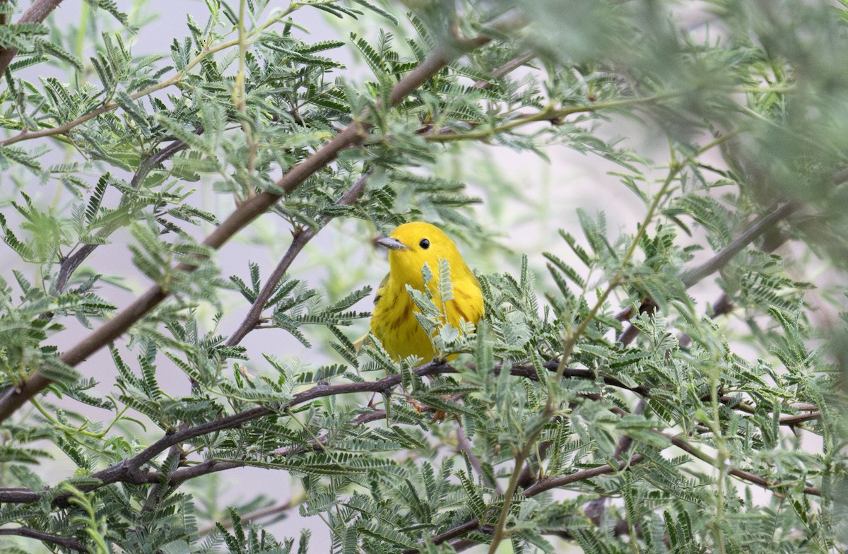 Yellow Warbler (Northern) - Mauricio López