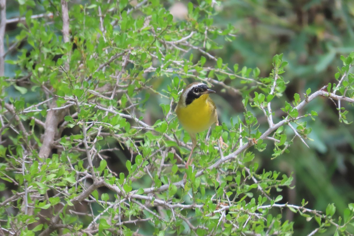 Common Yellowthroat - David Brinkman