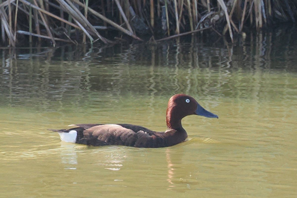 Ferruginous Duck - Donna Pomeroy