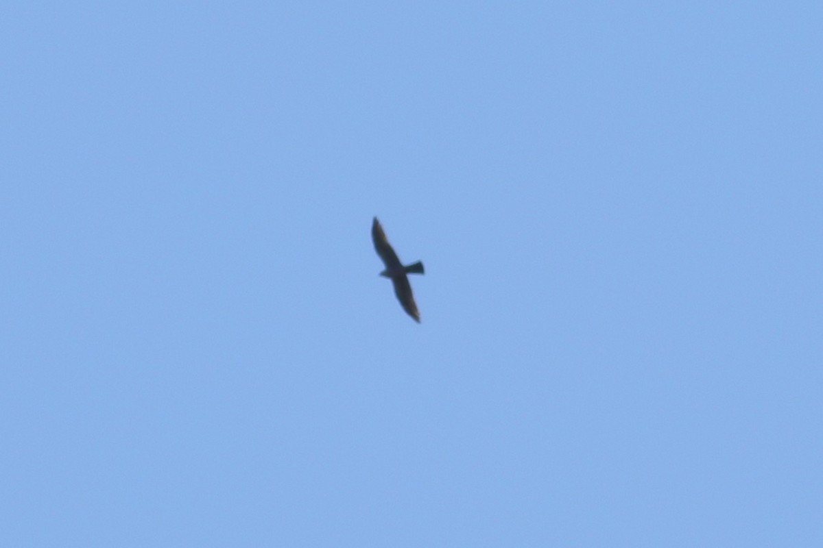 Mississippi Kite - Joshua Gant