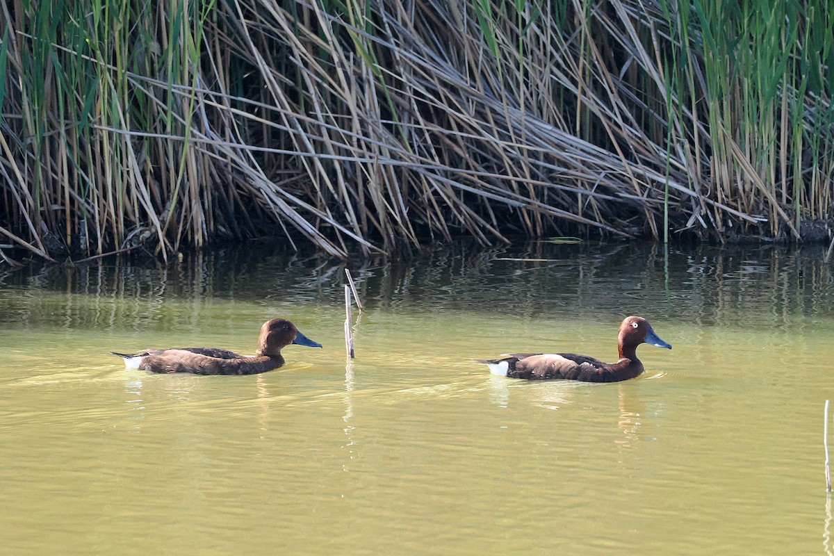 Ferruginous Duck - Donna Pomeroy