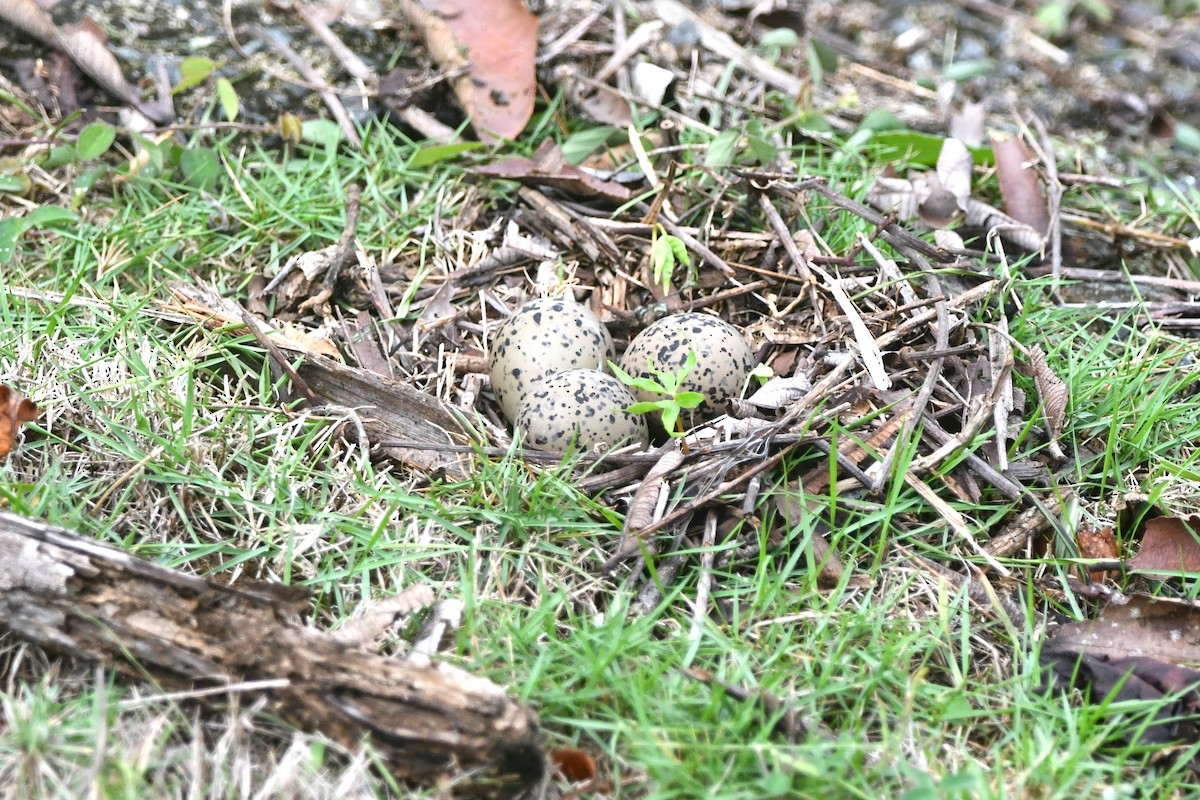 Southern Lapwing (cayennensis) - ML619444414