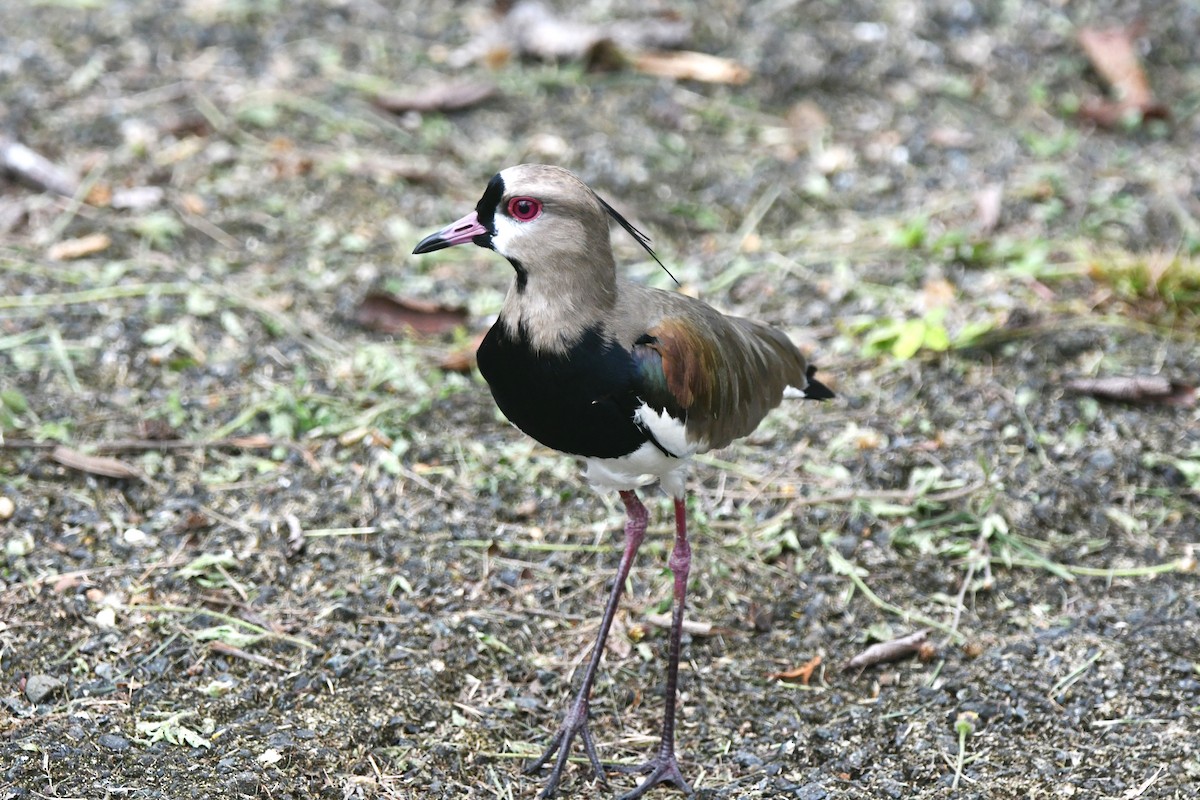 Southern Lapwing (cayennensis) - Dan Bormann