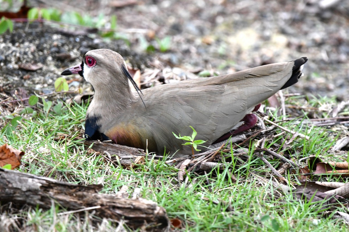 Southern Lapwing (cayennensis) - ML619444416