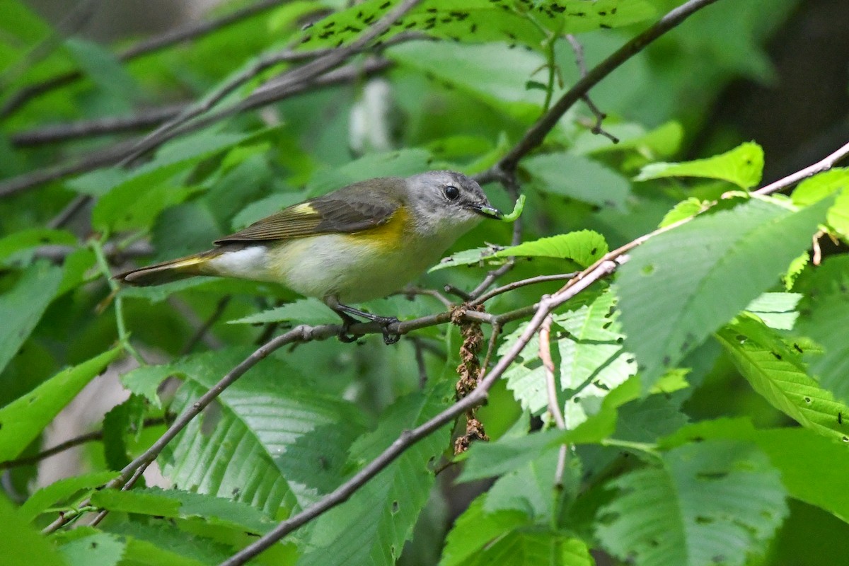 American Redstart - ML619444417