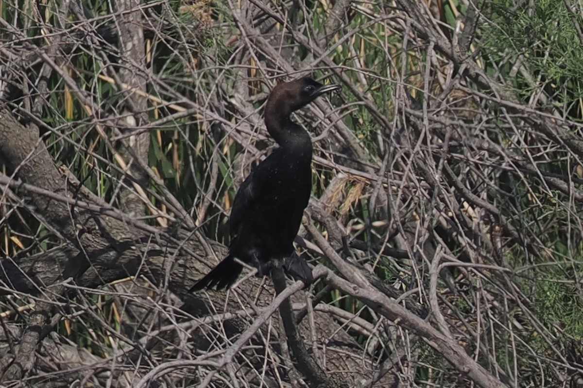 Pygmy Cormorant - Donna Pomeroy