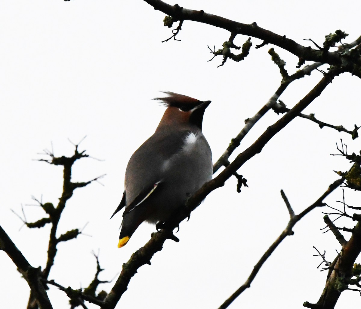 Bohemian Waxwing - A Emmerson