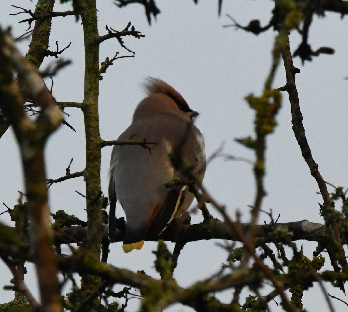 Bohemian Waxwing - A Emmerson