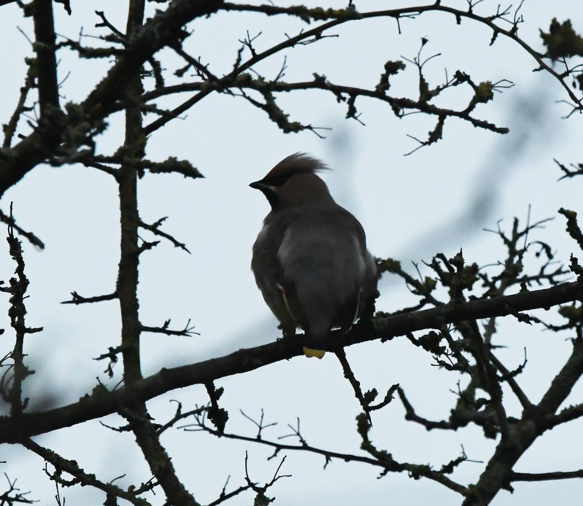 Bohemian Waxwing - A Emmerson