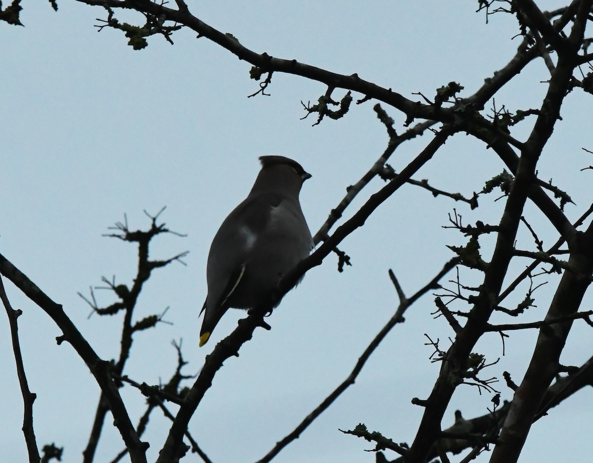 Bohemian Waxwing - A Emmerson