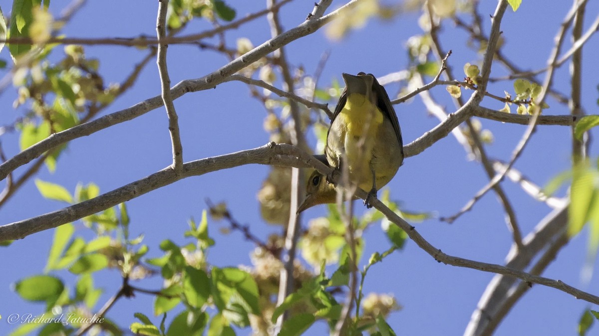 Virginia's Warbler - ML619444437