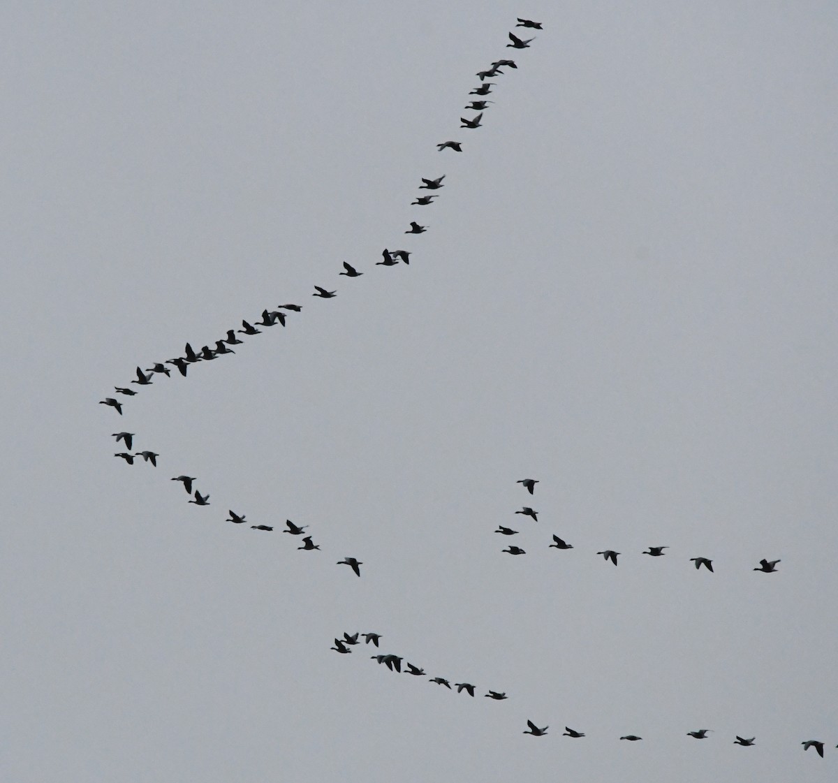 Pink-footed Goose - A Emmerson