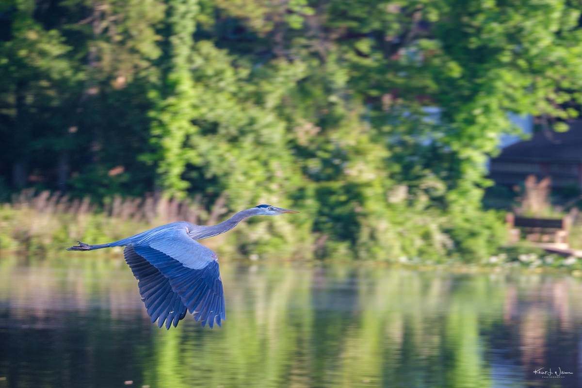 Great Blue Heron - Khürt Williams