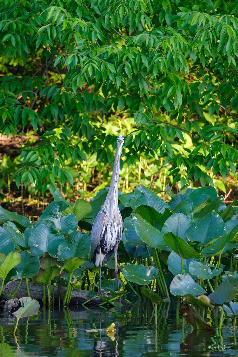 Great Blue Heron - Khürt Williams