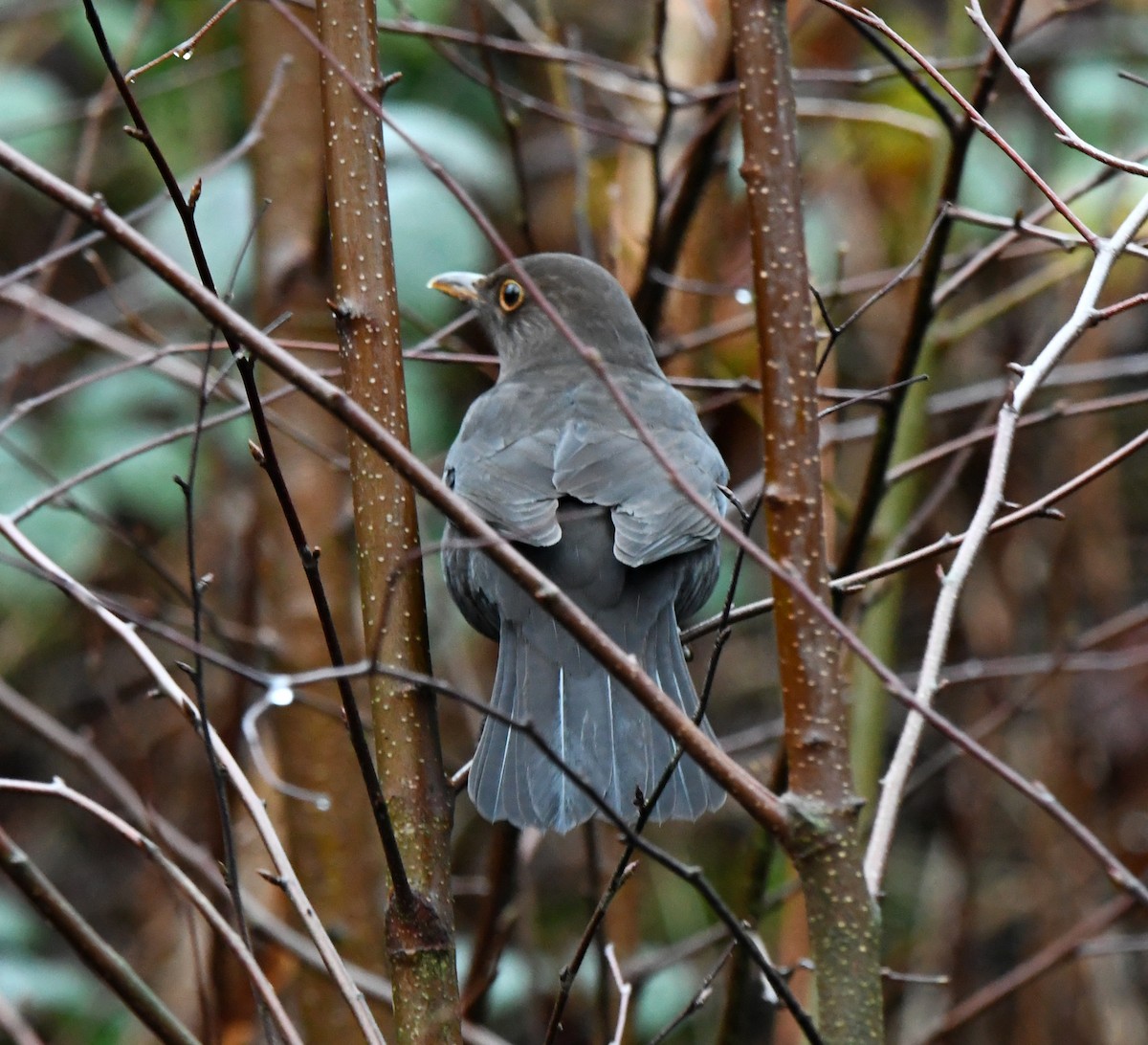 Eurasian Blackbird - A Emmerson