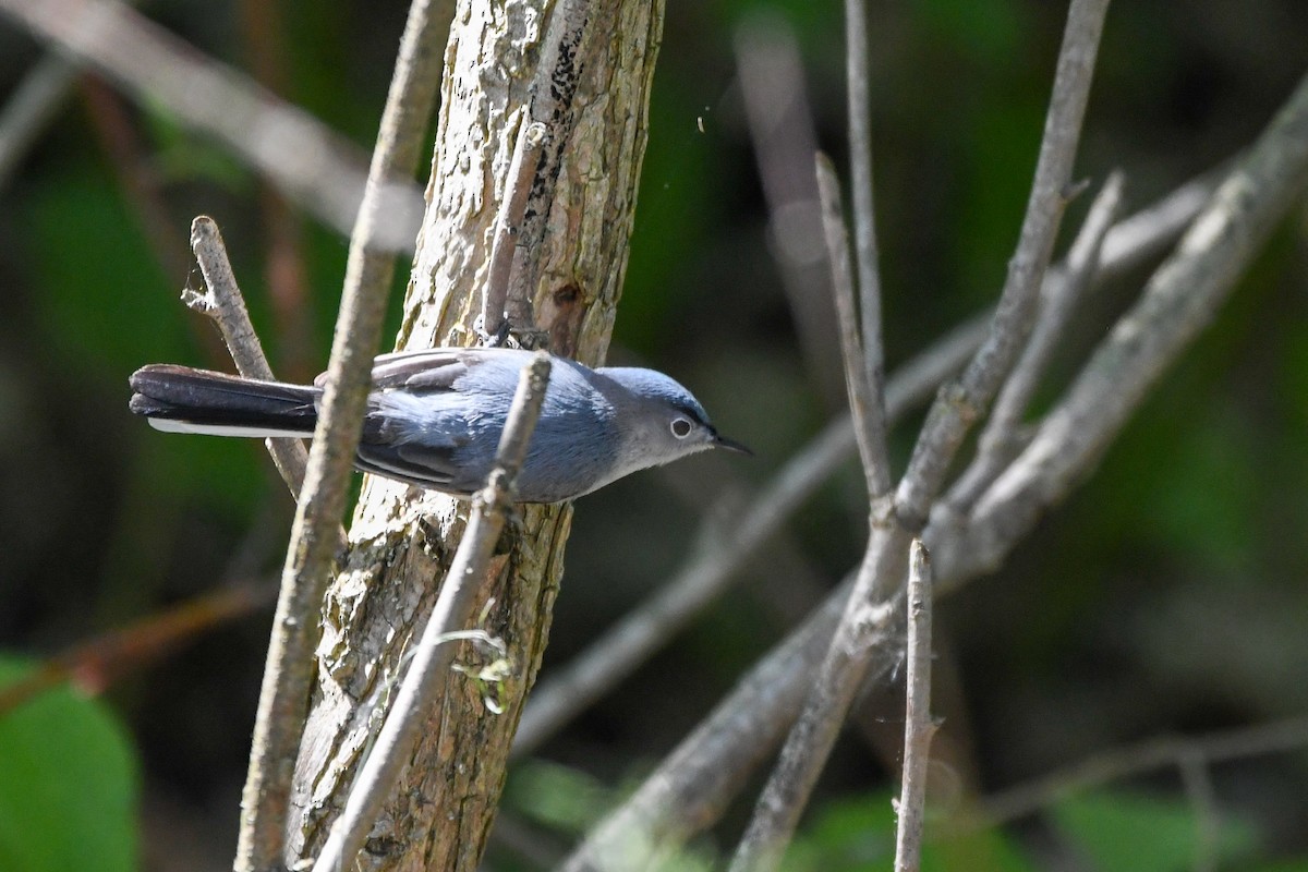 Blue-gray Gnatcatcher - ML619444442