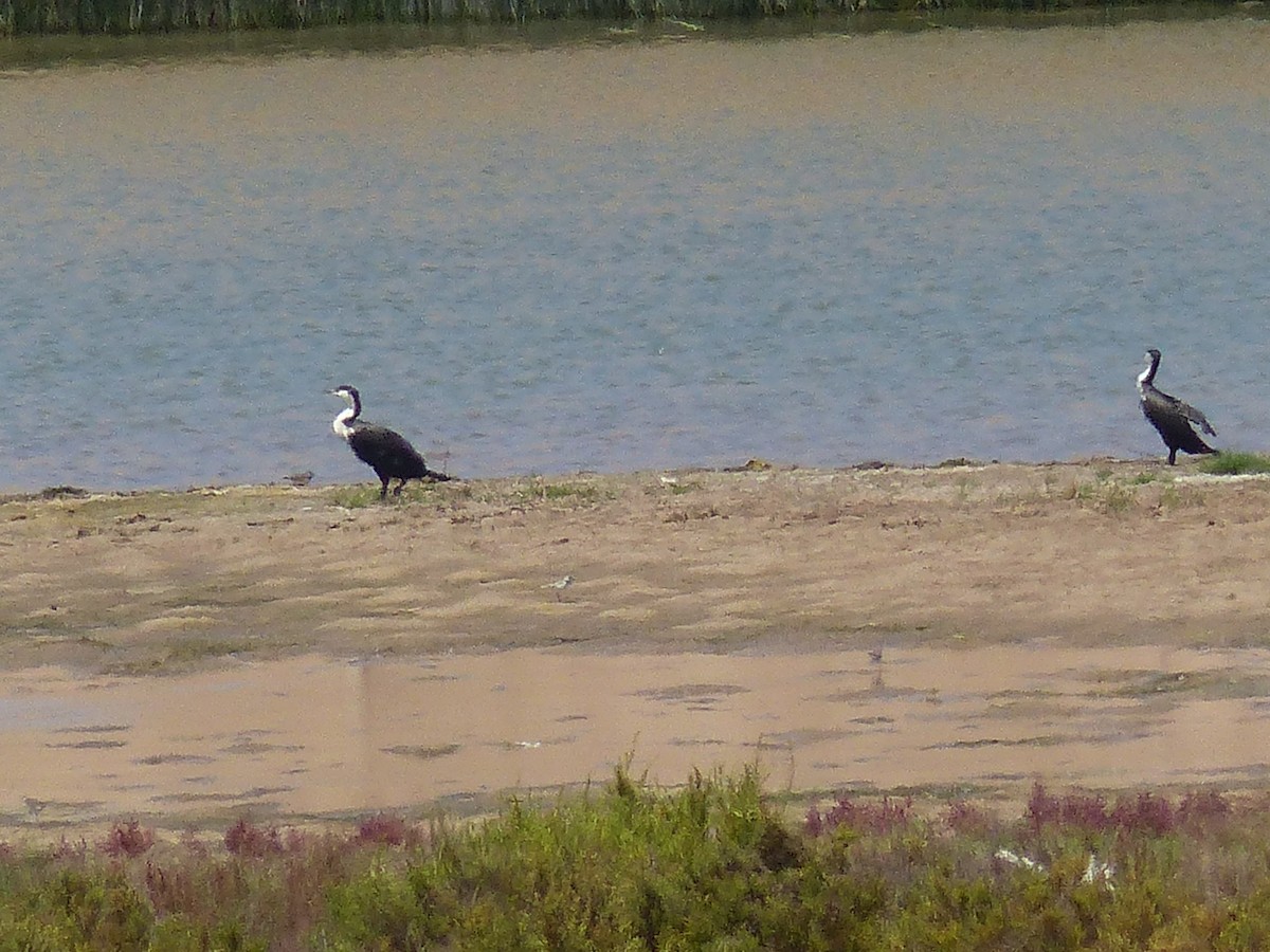 Great Cormorant (Moroccan) - Jorge López Álvarez