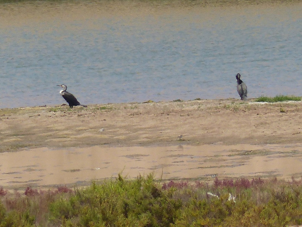 Great Cormorant (Moroccan) - Jorge López Álvarez