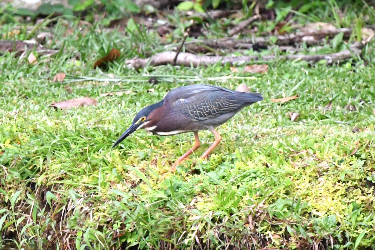 Green Heron - Dan Bormann