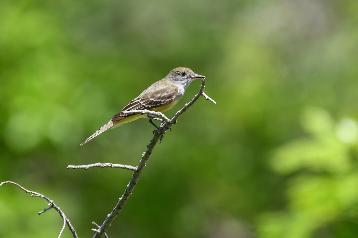 Great Crested Flycatcher - ML619444452