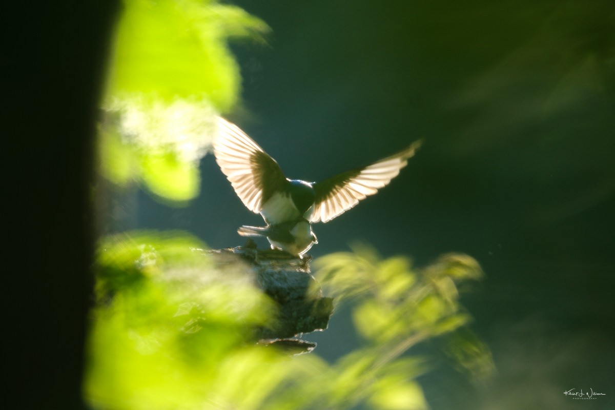 Tree Swallow - Khürt Williams