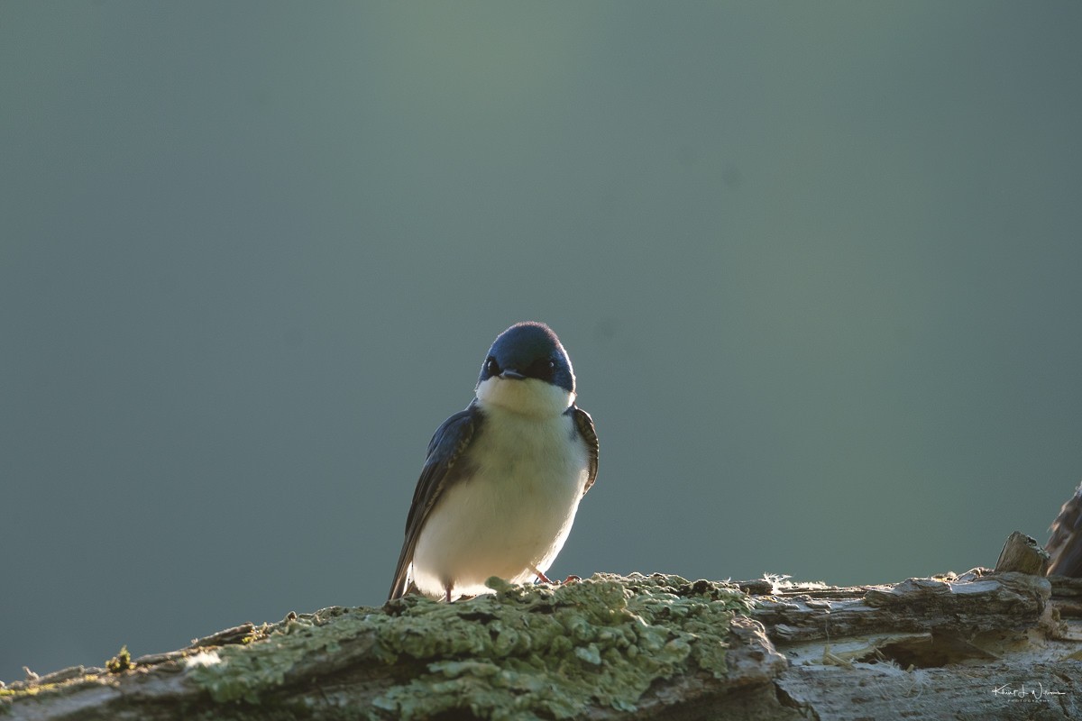 Tree Swallow - Khürt Williams