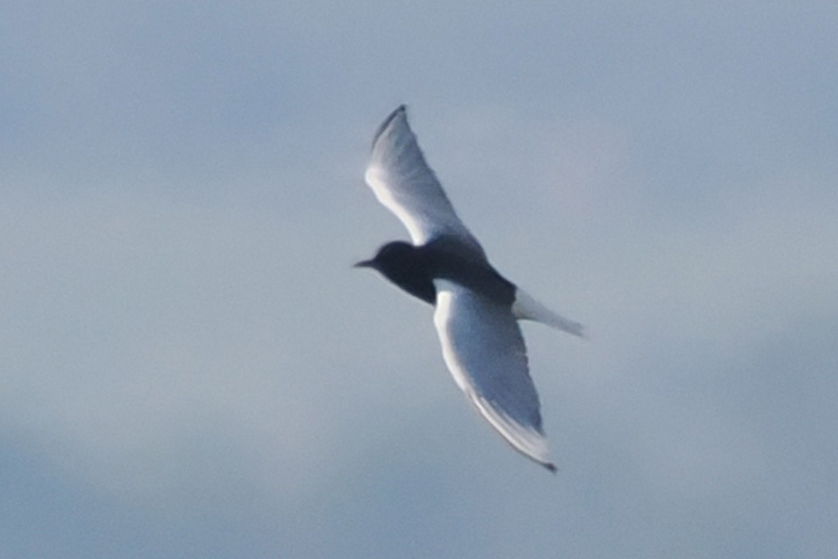 White-winged Tern - Donna Pomeroy