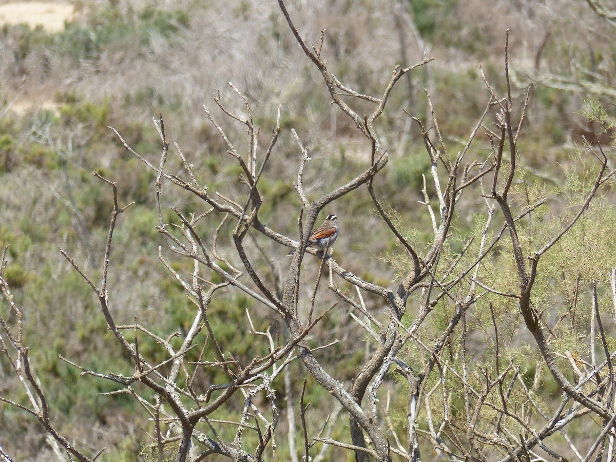 Black-crowned Tchagra - ML619444473