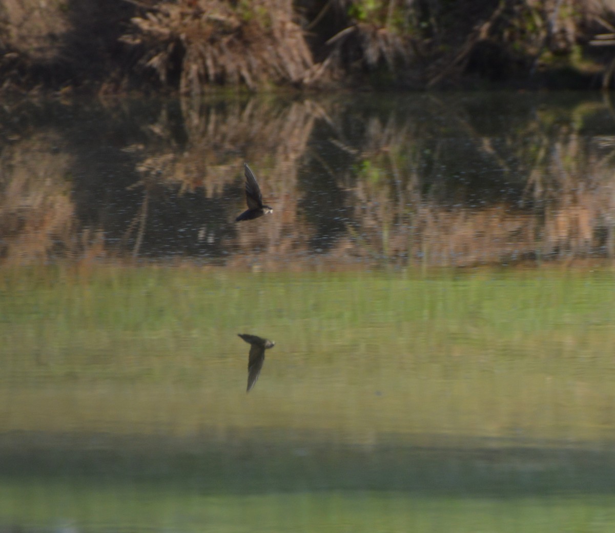 Chimney Swift - Rebekah Boan