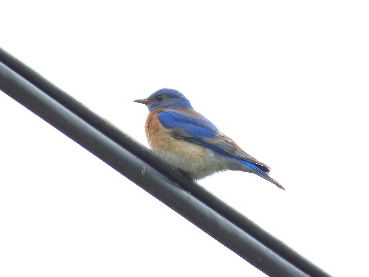 Western Bluebird - Lisa Larson