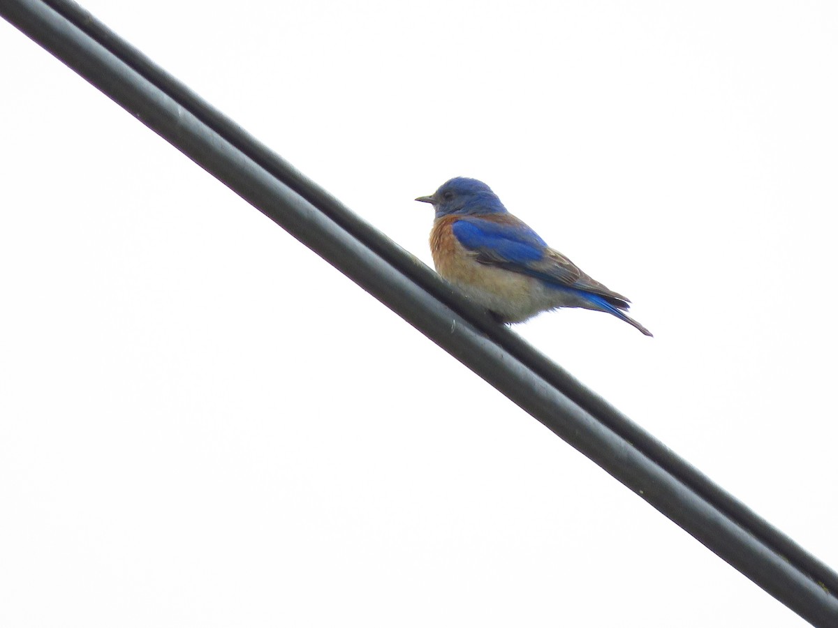 Western Bluebird - Lisa Larson