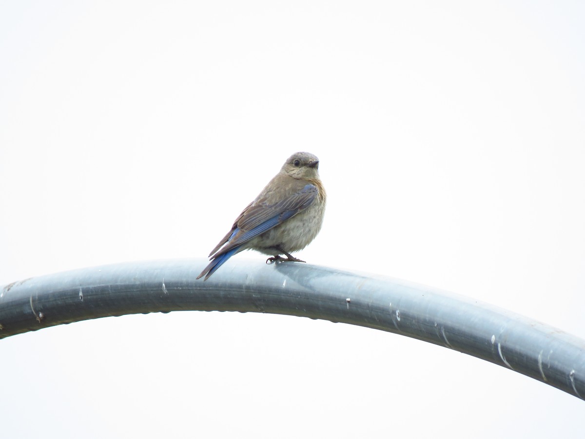 Western Bluebird - Lisa Larson