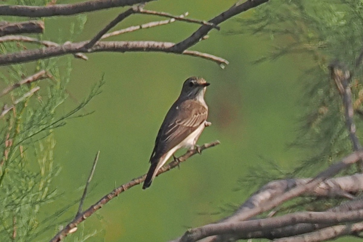 Spotted Flycatcher - Donna Pomeroy