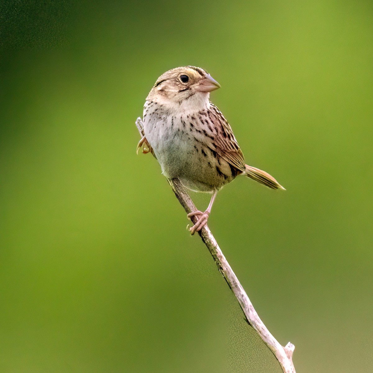 Henslow's Sparrow - ML619444499