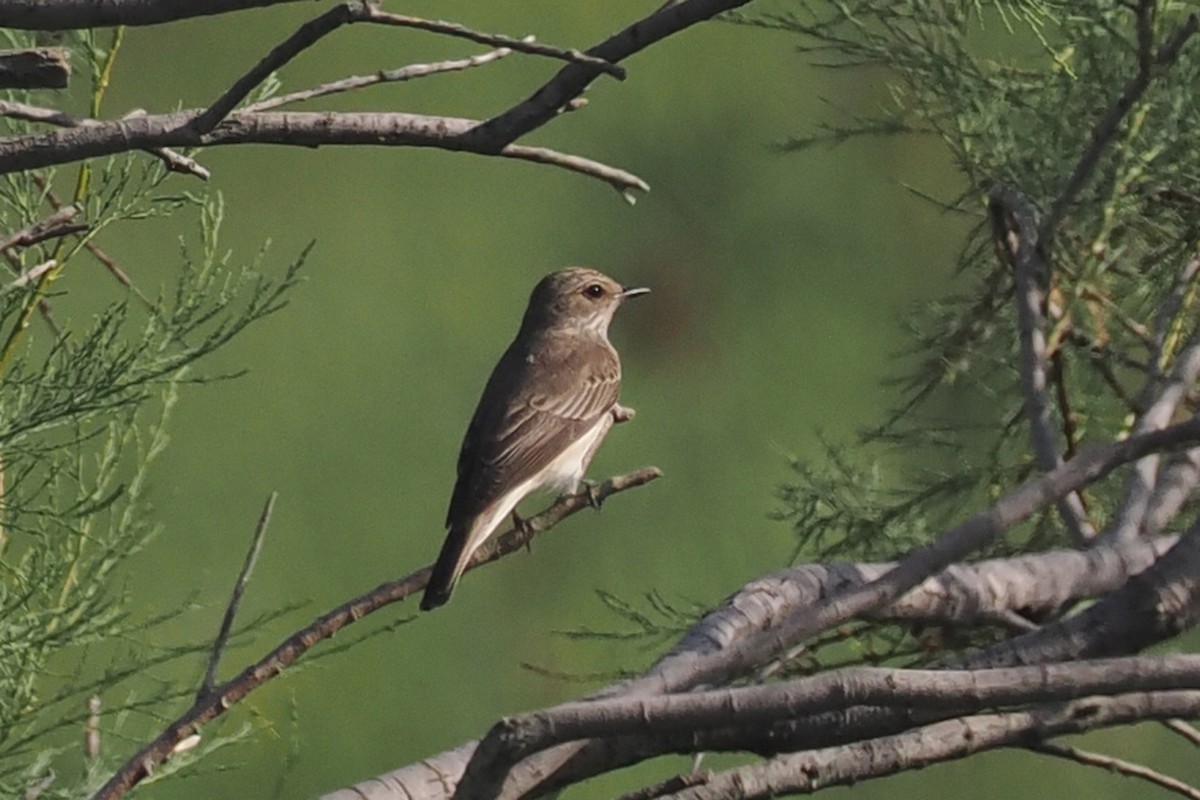 Spotted Flycatcher - Donna Pomeroy