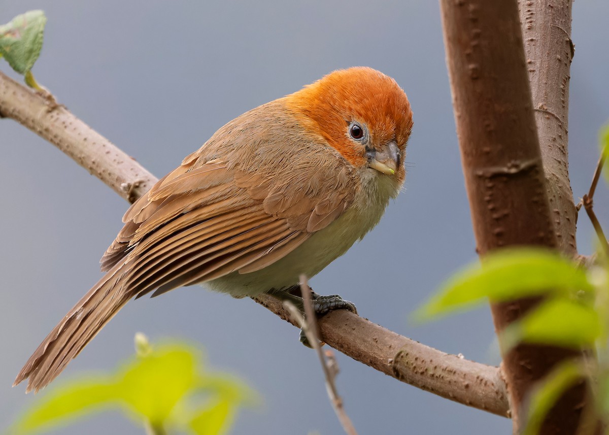 White-breasted Parrotbill - ML619444503