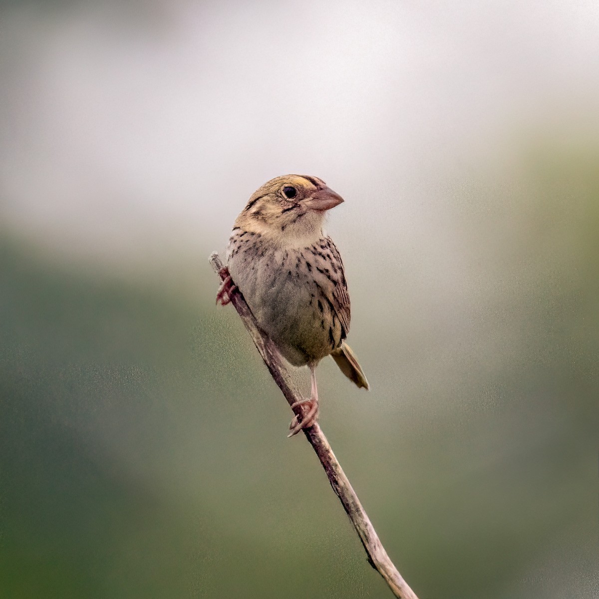 Henslow's Sparrow - Mary Louise