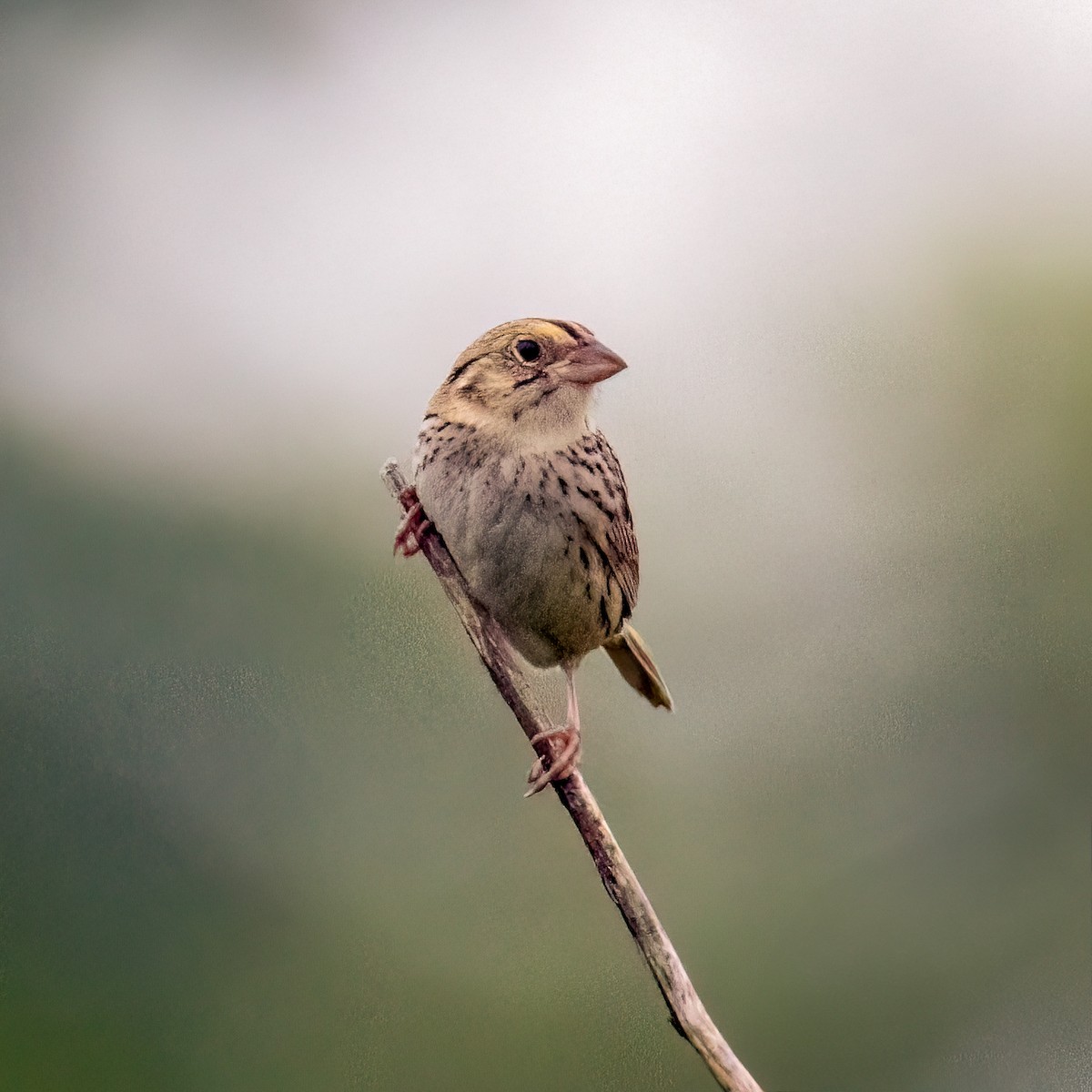 Henslow's Sparrow - ML619444504