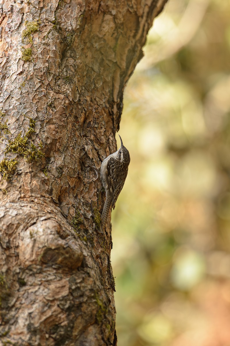 Bar-tailed Treecreeper - Sudhir Paul