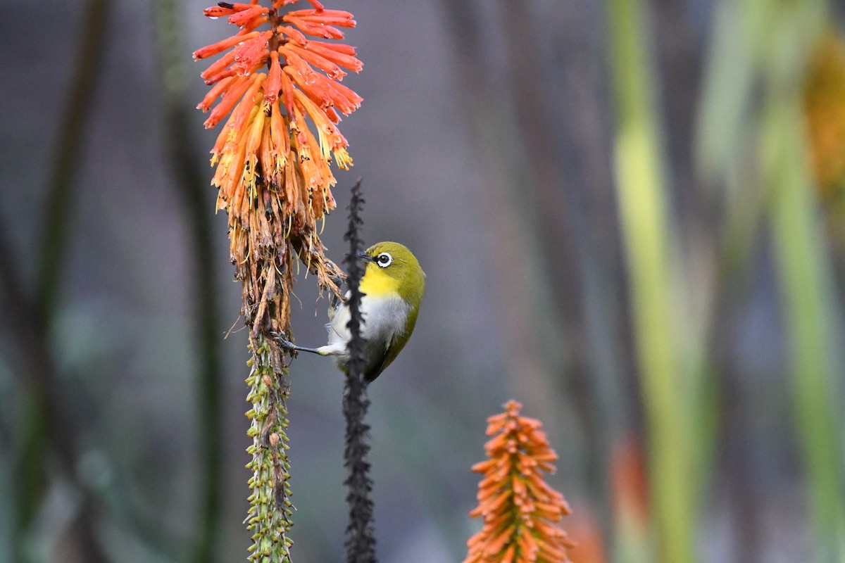 Indian White-eye - Ali Hyder